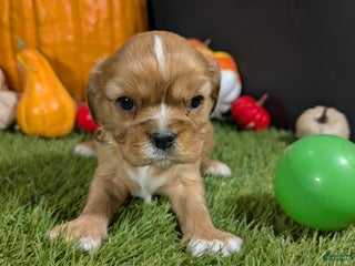 Cavalier King Charles Spaniel dogs Cavalier King Charles Spaniel Puppy 2 - Ad 7