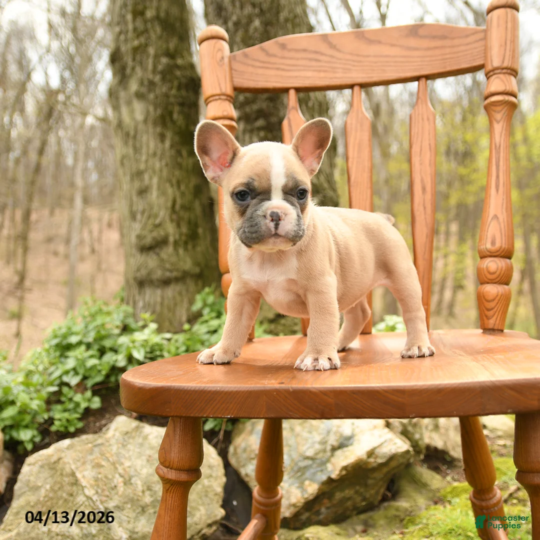 French Bulldog dogs for sale: Daffodile - Ad 1