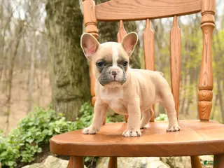 French Bulldog dogs for sale: Daffodile - Ad 4