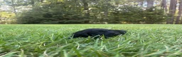 Goldendoodle dogs for sale: Flint - Ad 4