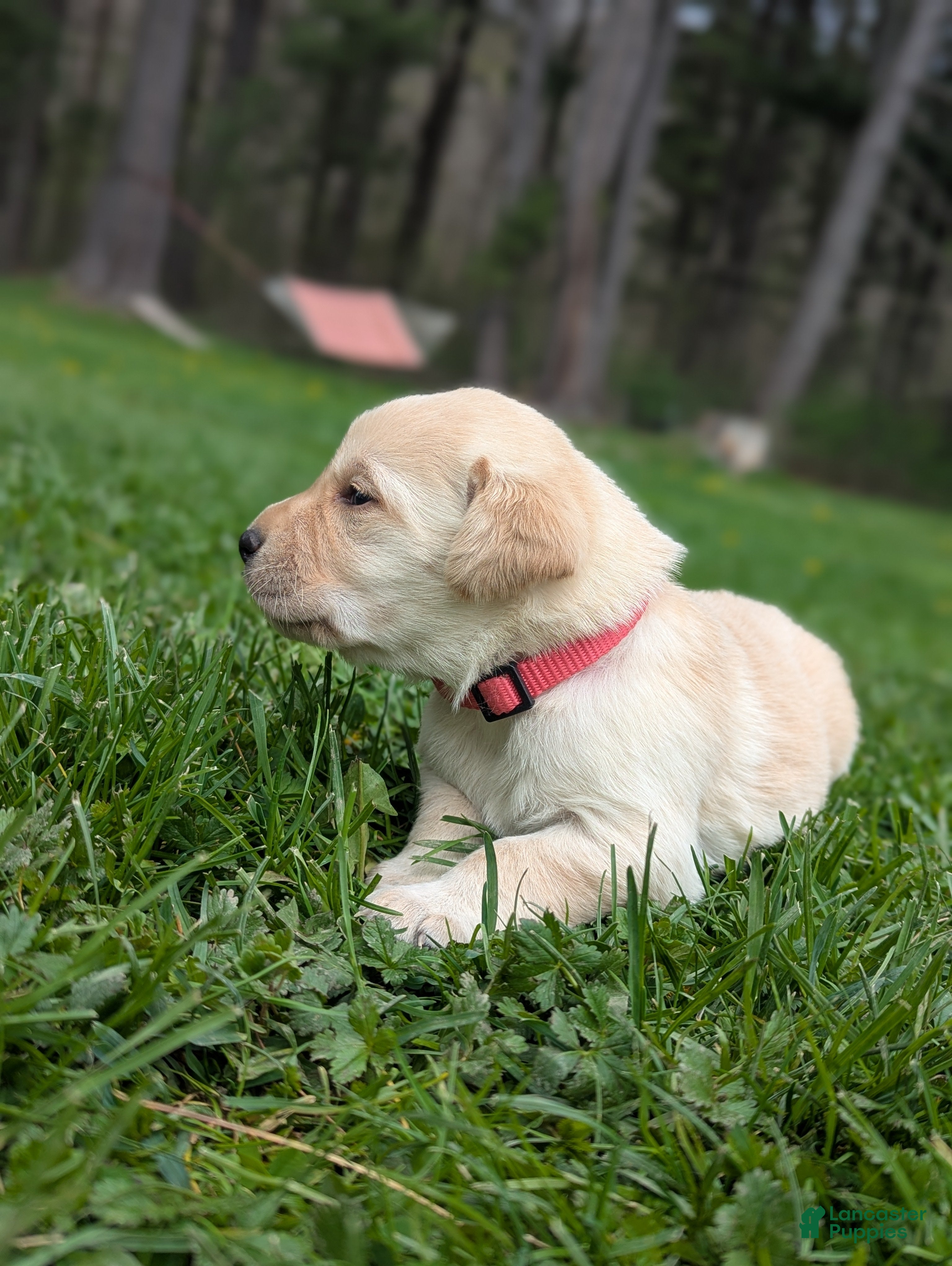 Labrador Retriever dogs Sky - Ad 2