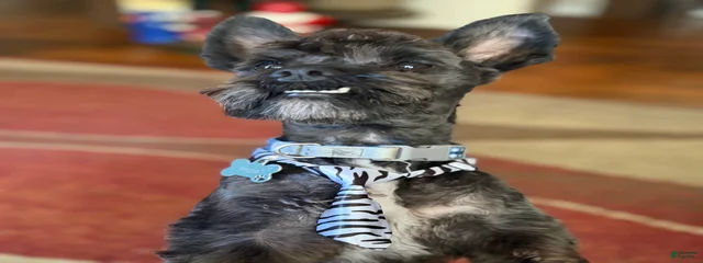 Gizmo