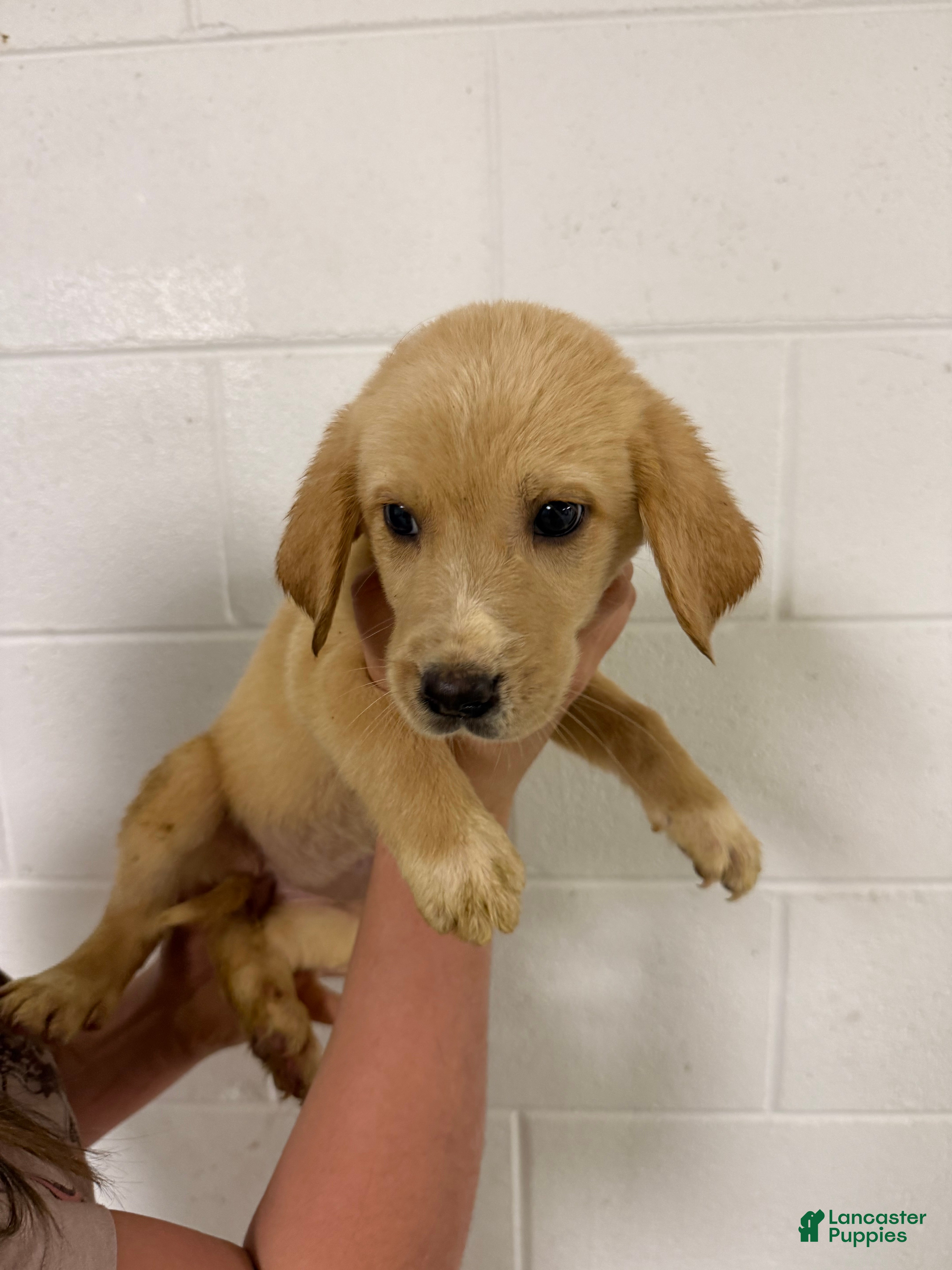Mixed Breed dogs Mixed Breed Puppy 7 - Ad 7