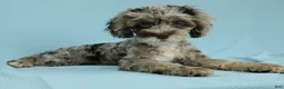 Cockapoo dogs for sale: Hazel - Ad 4