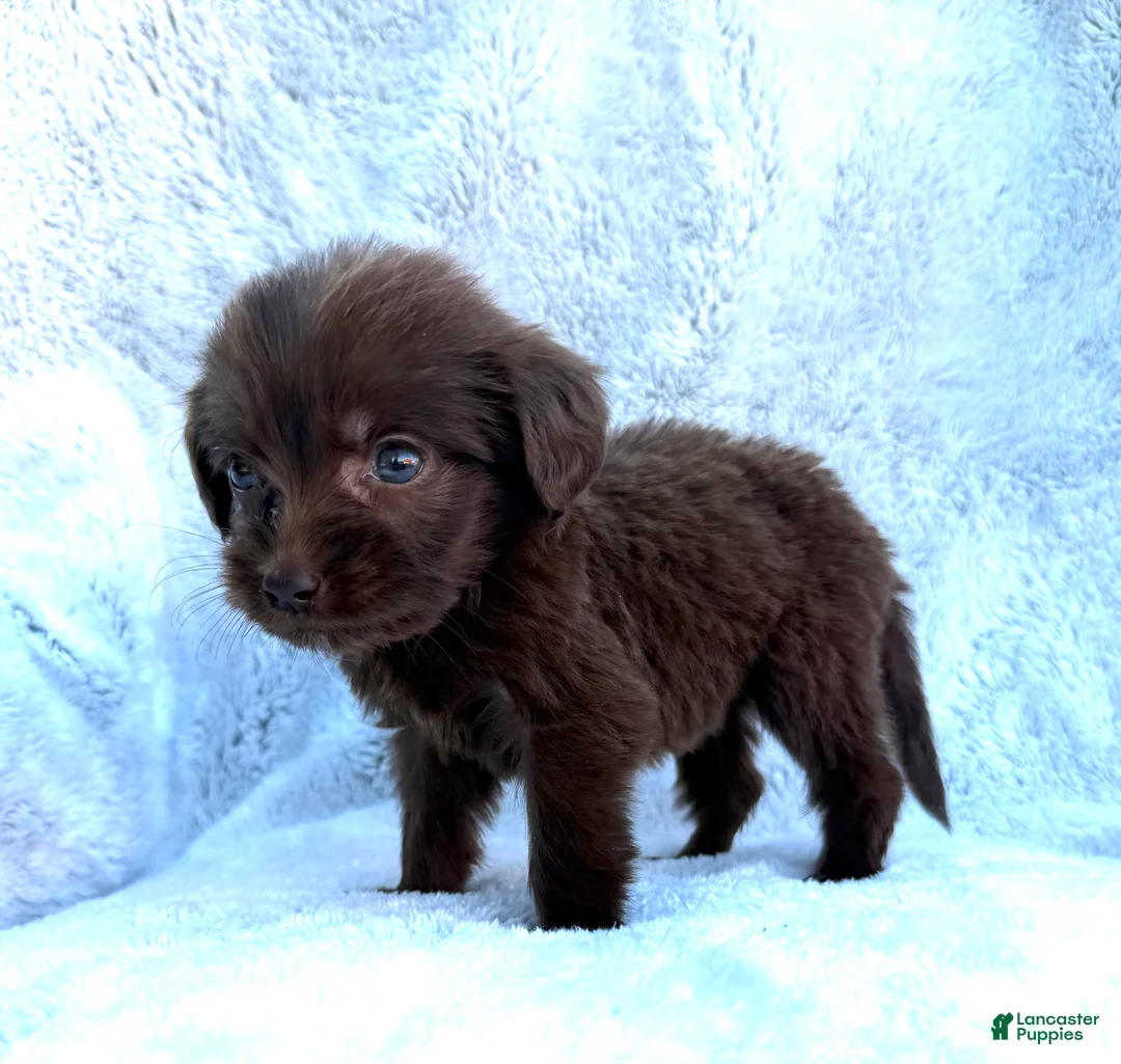 Labradoodle dogs for sale: Bella - Ad 2