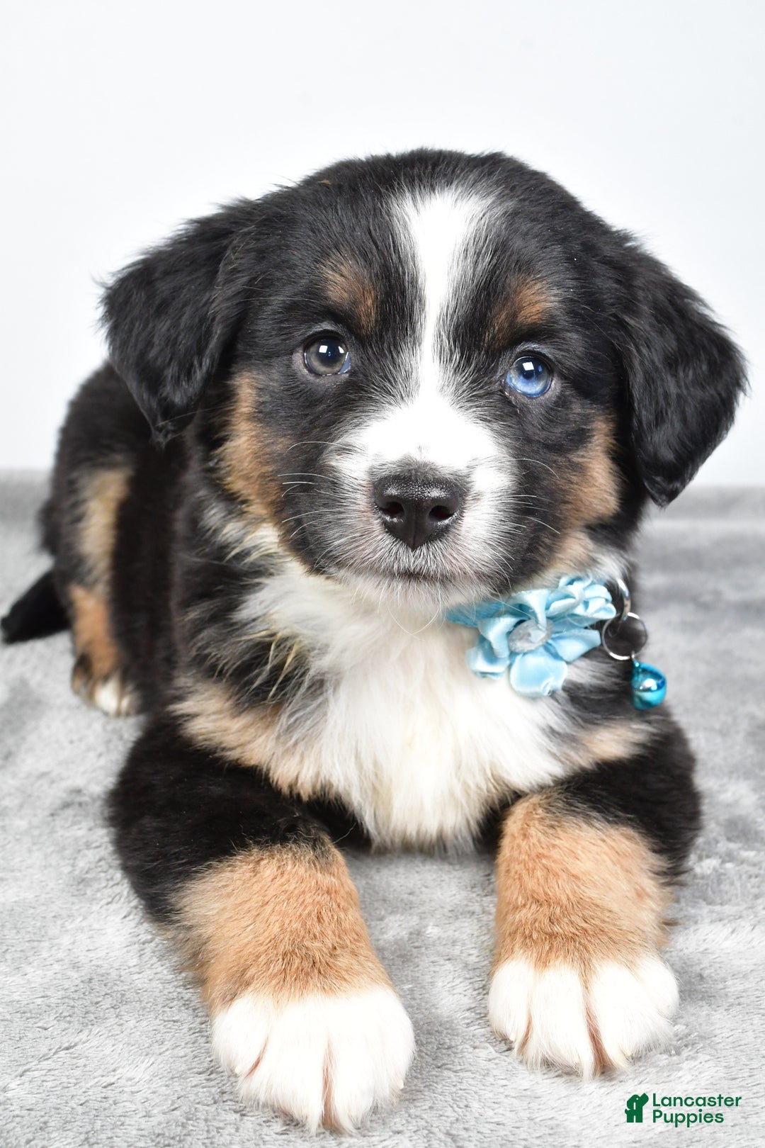 Miniature Australian Shepherd dogs for sale: Rhoda - Ad 2