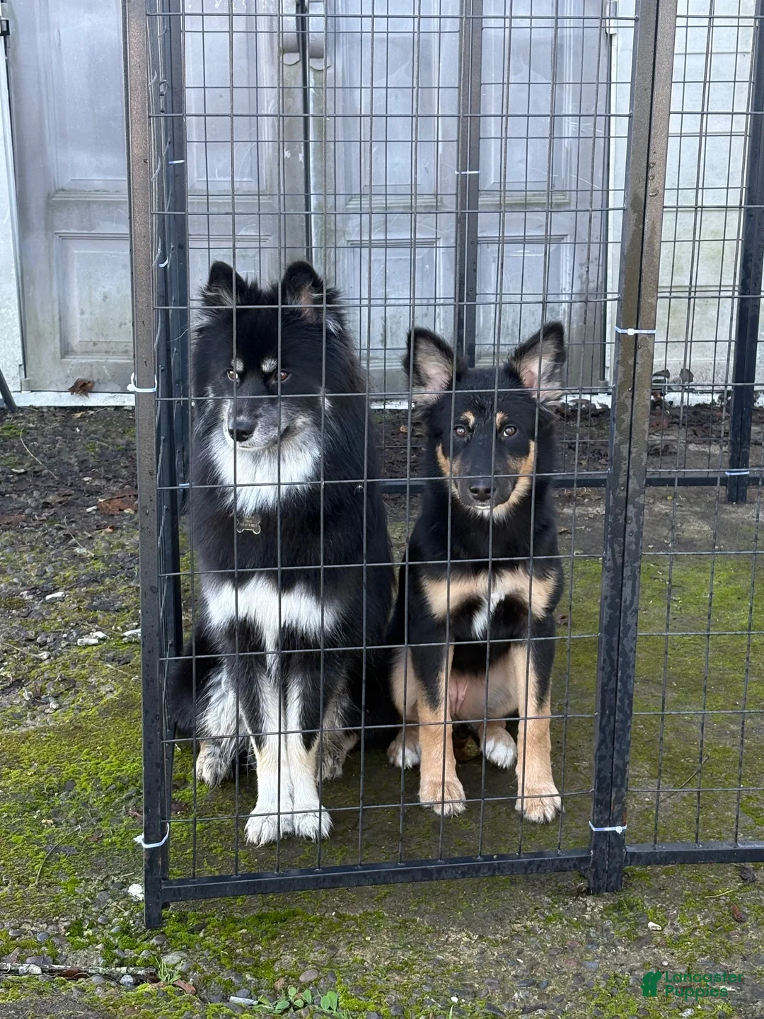 Mixed Breed dogs for sale: Mixed Breed 2 - Ad 2