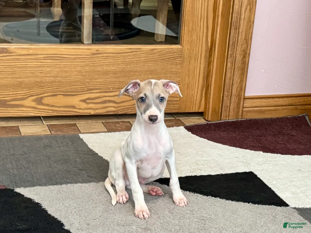 Italian Greyhound dogs for sale: Jaden - Ad 6