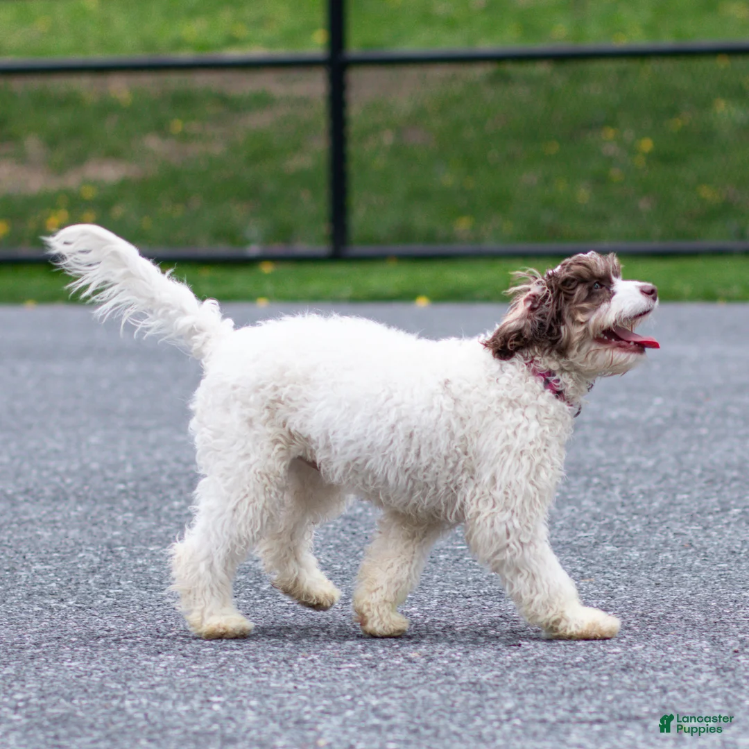 Cavapoo dogs for sale: Snickerdoodle Cavapoo Puppy  - Ad 2