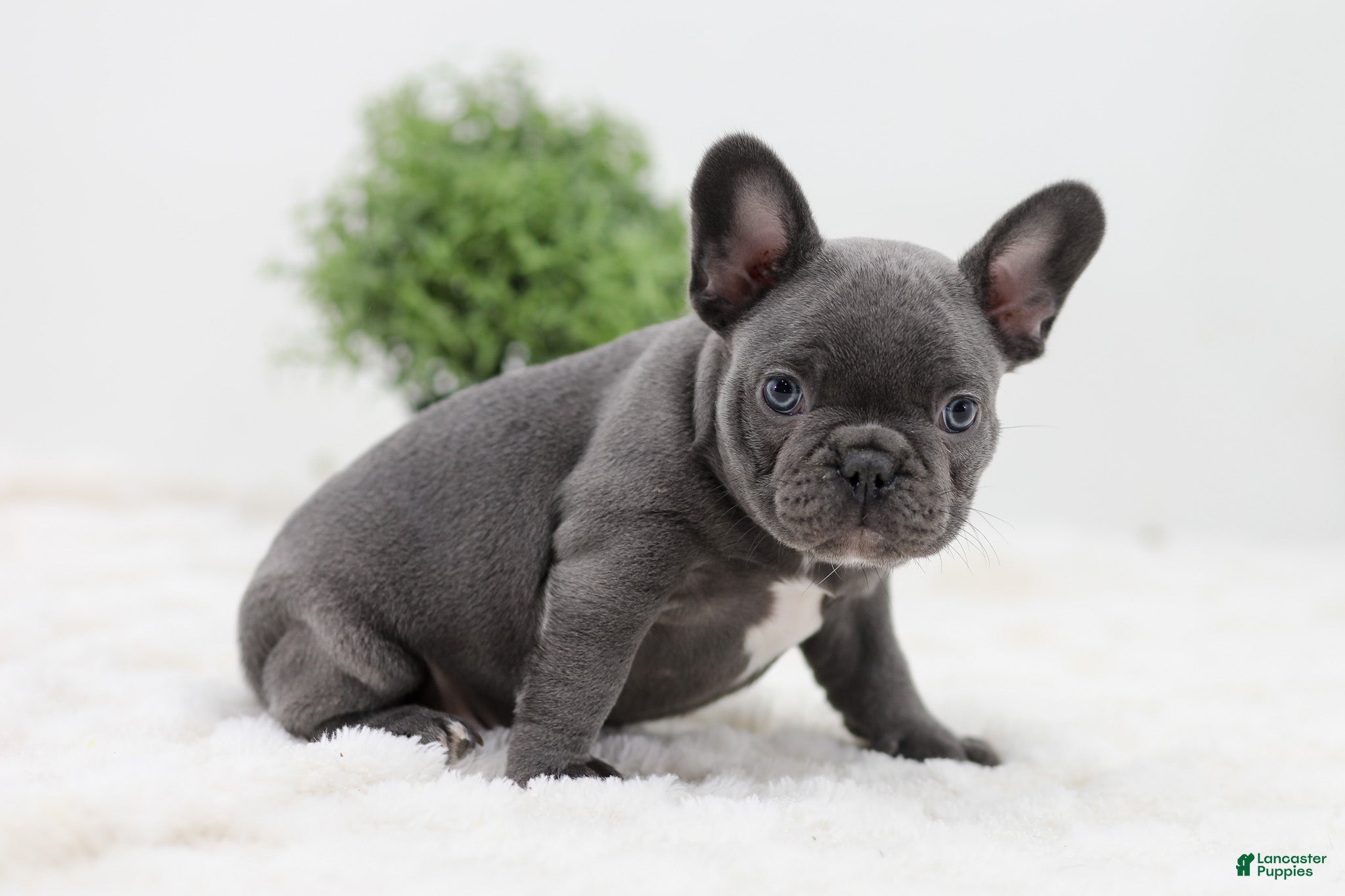 French Bulldog dogs Garrett - Ad 2