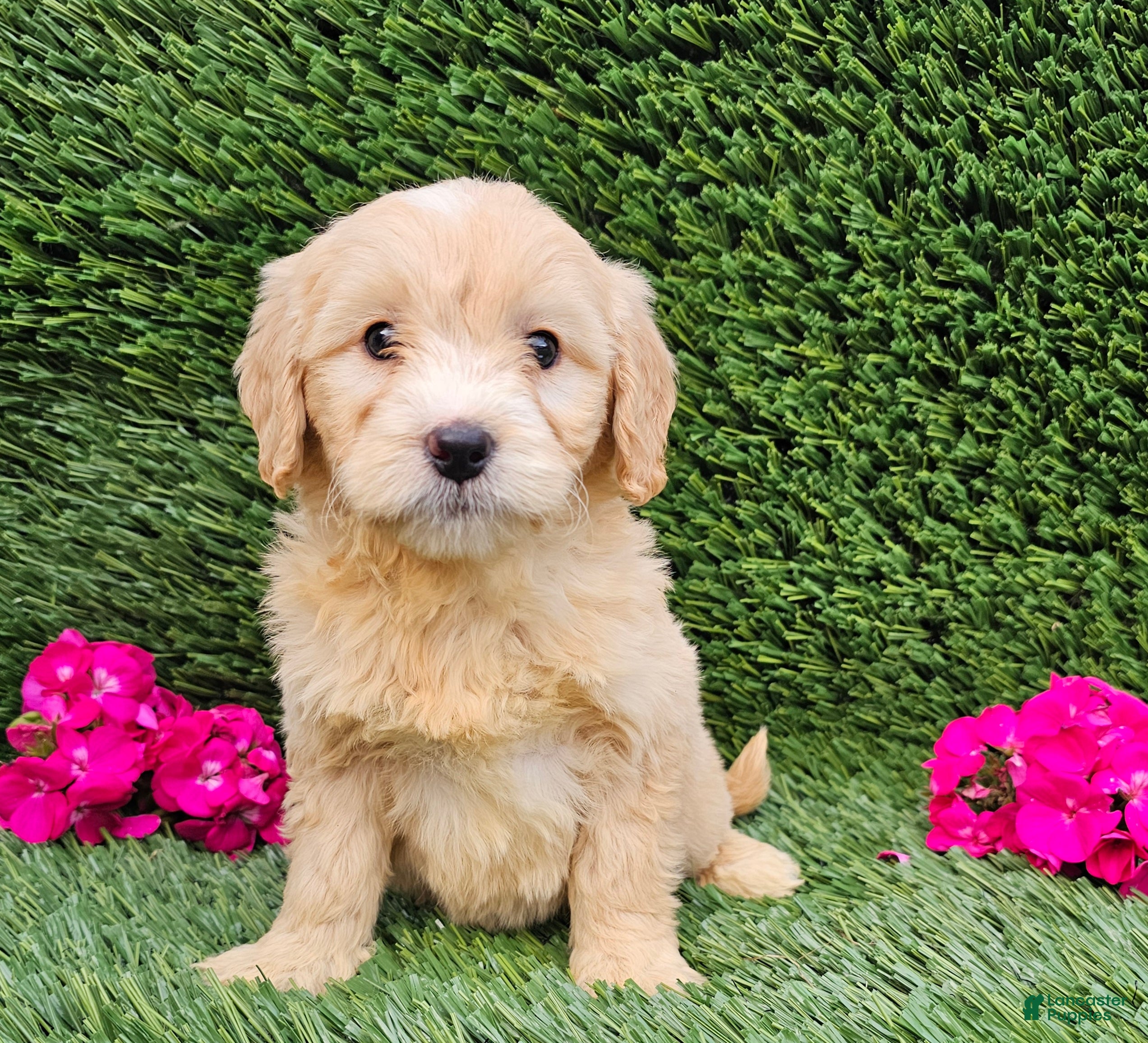 Mini Goldendoodle dogs Abby - Ad 38