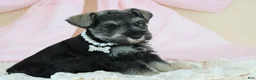 Miniature Schnauzer dogs for sale: Raven | Miniature Schnauzer - Ad 2