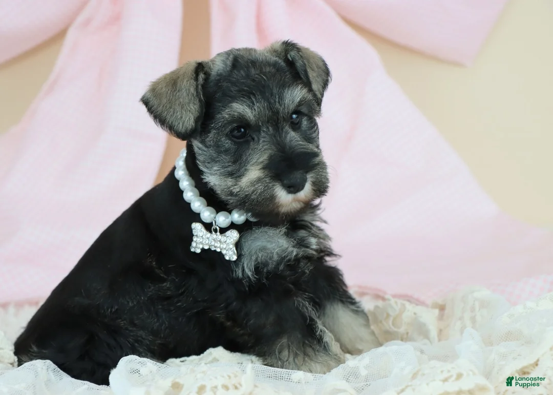 Miniature Schnauzer dogs for sale: Raven | Miniature Schnauzer - Ad 2