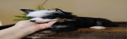 Chinese Crested dogs for sale: Chinese Crested 1 - Ad 3