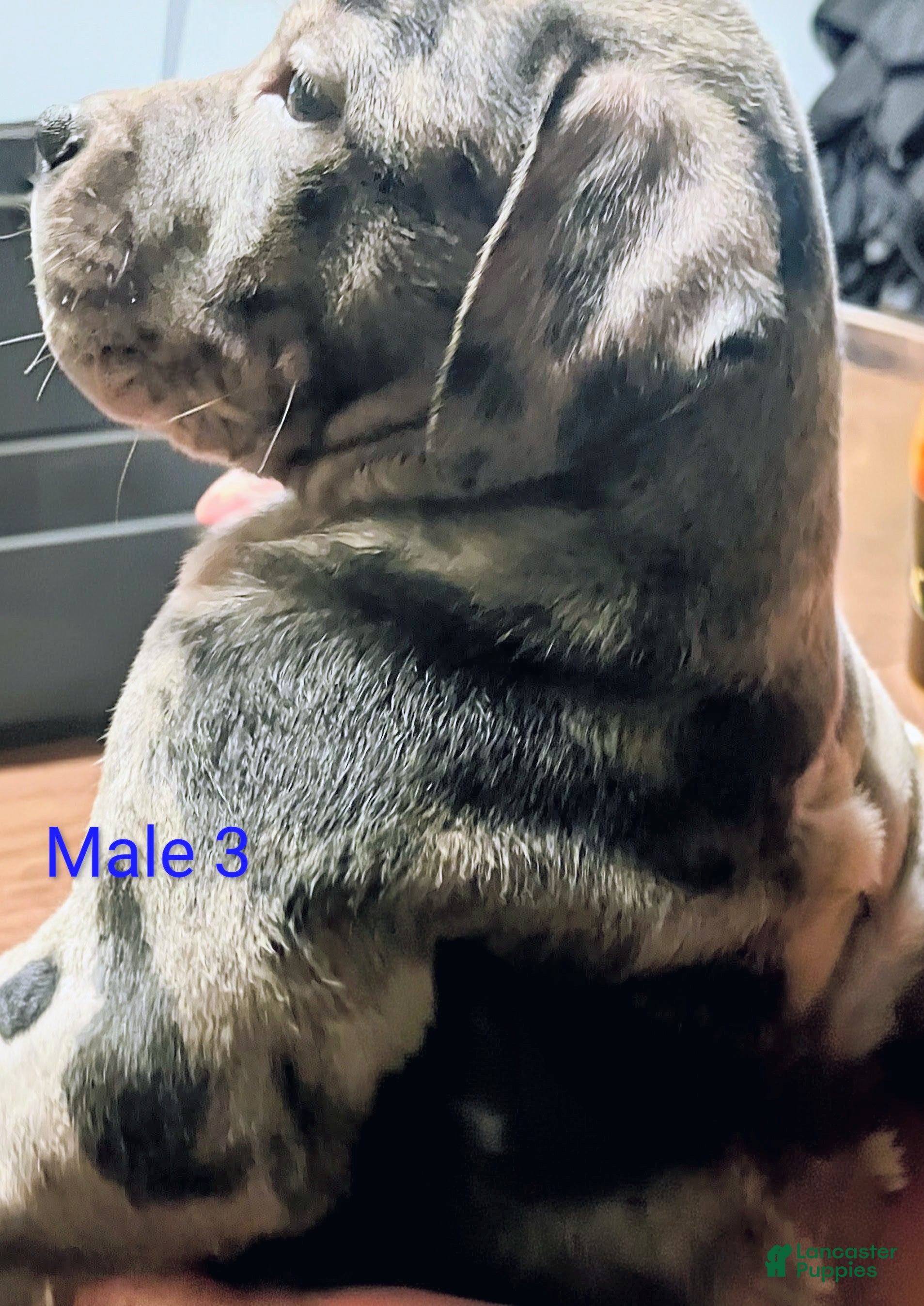 American Pit Bull Terrier dogs American Bully XL 3 Male - Ad 7