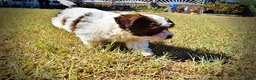 Havapoo dogs for sale: Noella - Ad 9