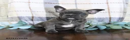 Frenchton dogs for sale: Joey - Ad 4
