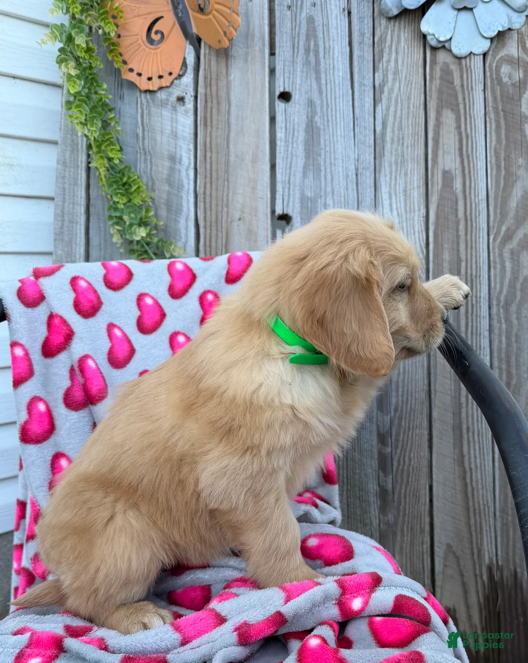Golden Retriever dogs for sale: A J - Ad 6