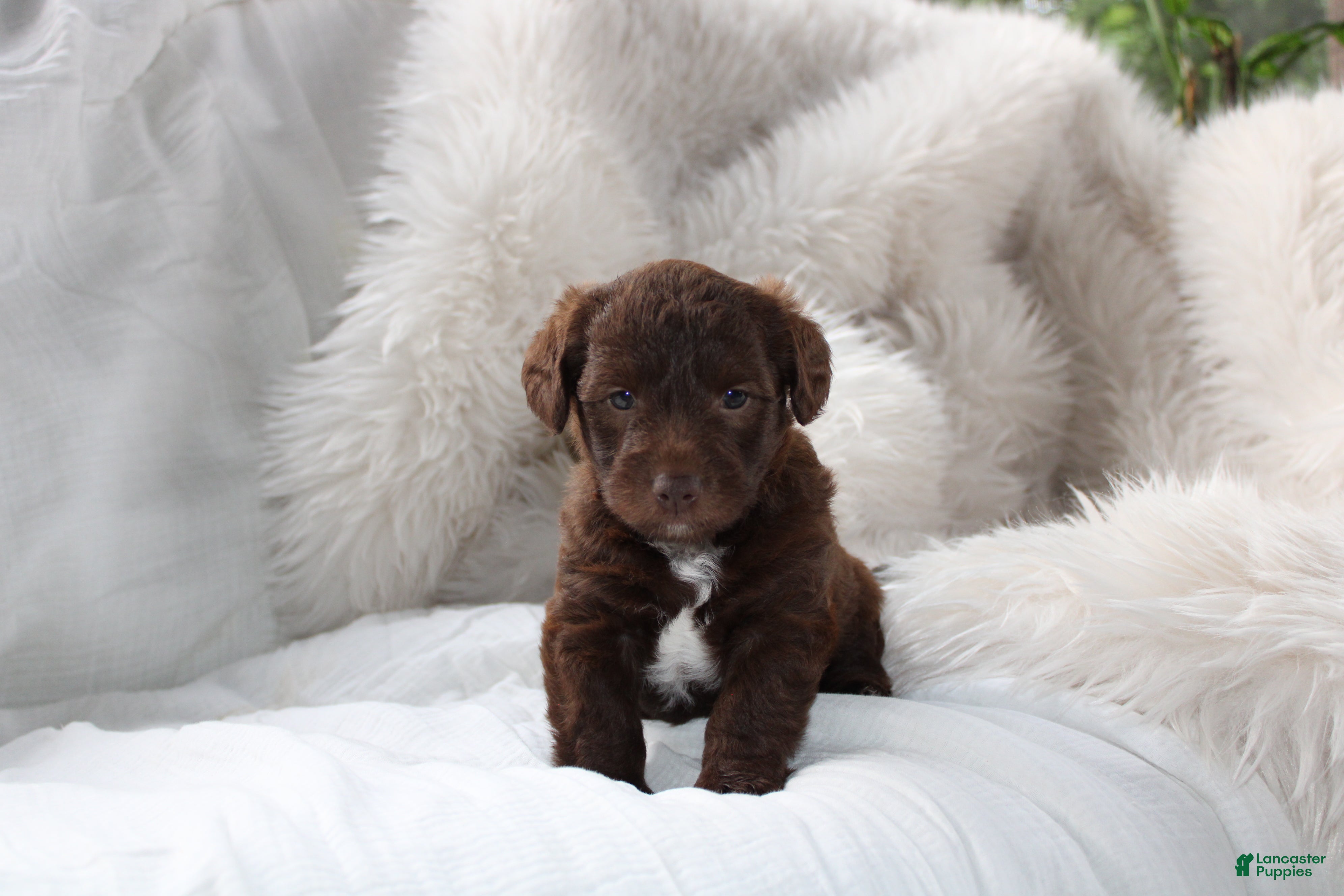 Mixed Breed dogs Riley - Ad 1