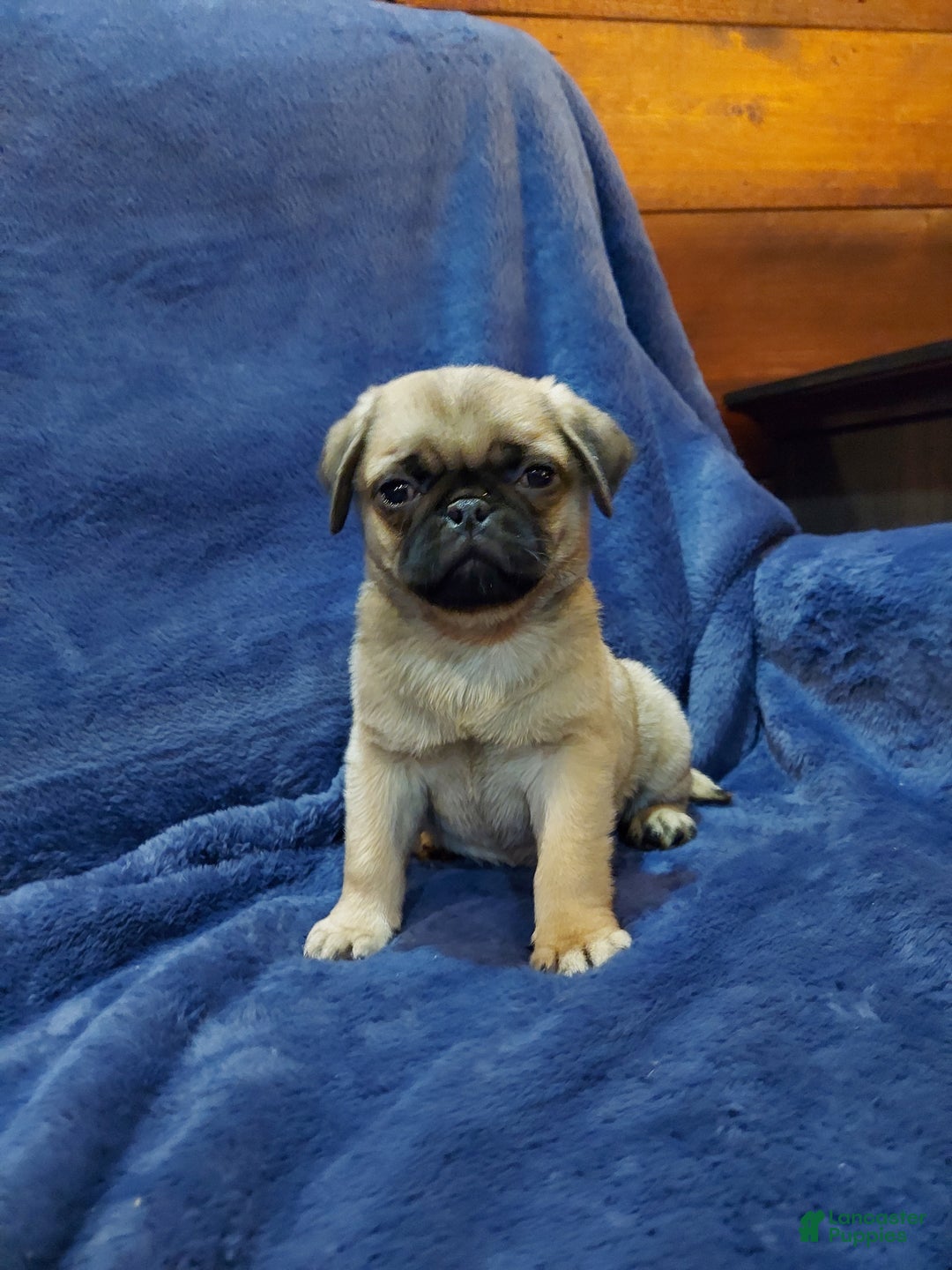 Pug dogs for sale: BILLY - Ad 3