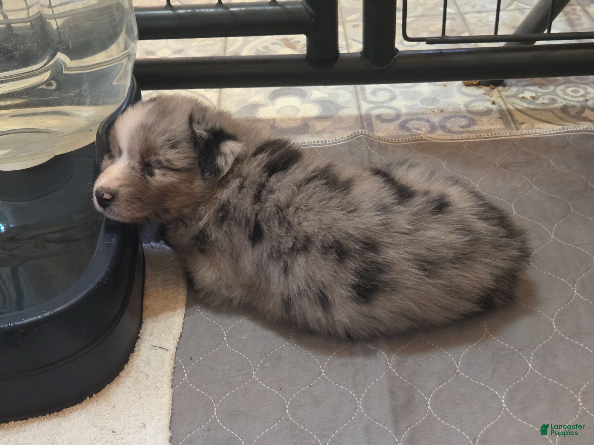 Australian Shepherd dogs RaeAnn - Ad 25