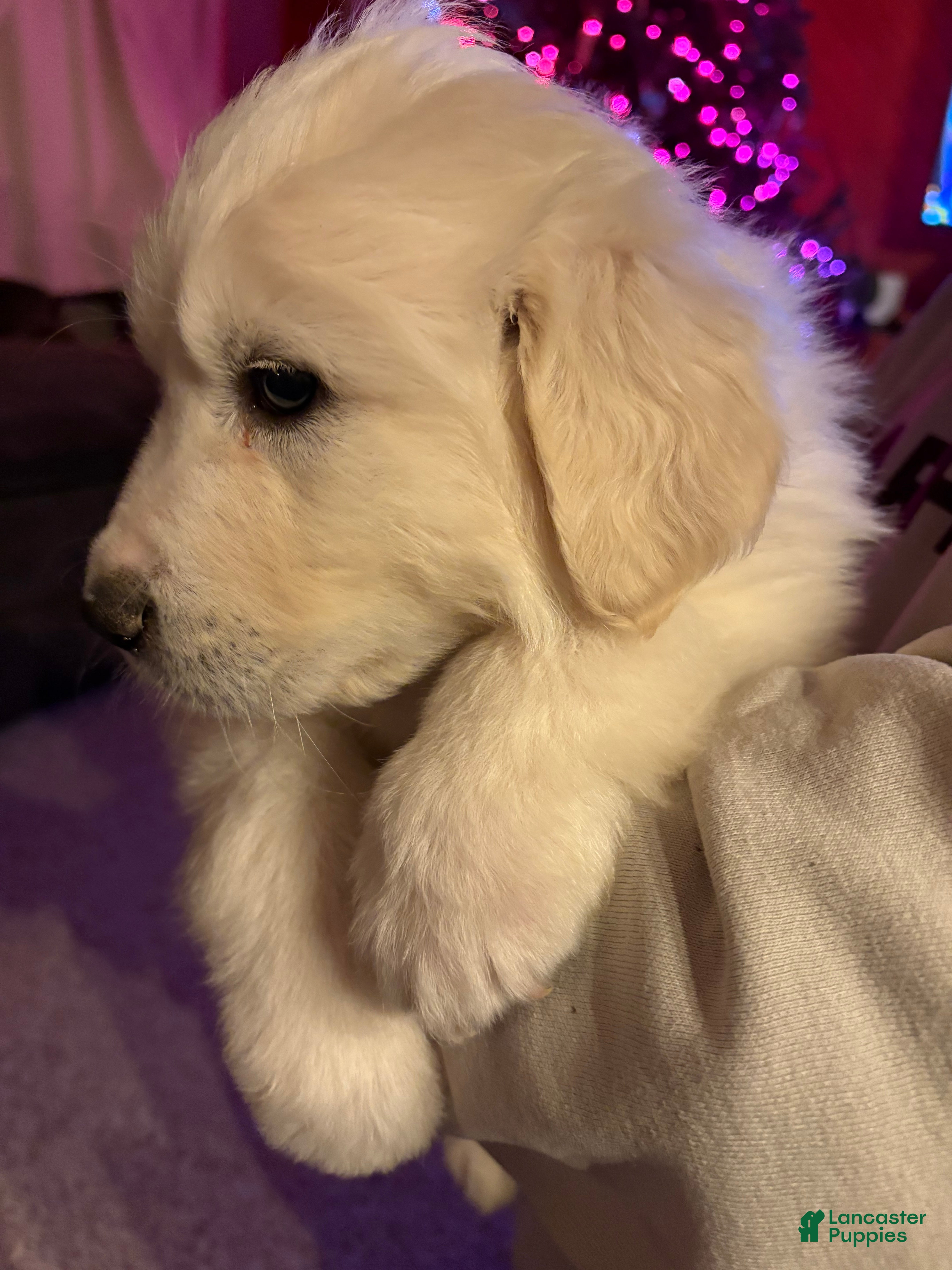 Great Pyrenees dogs Great Pyrenees Male Puppy - Green  - Ad 24