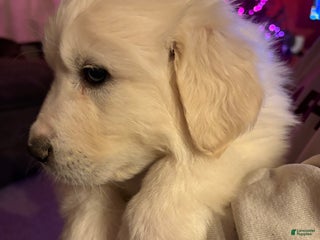 Great Pyrenees dogs Great Pyrenees Male Puppy - Green - Ad 24