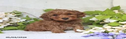 Cockapoo dogs for sale: Jason - Ad 4