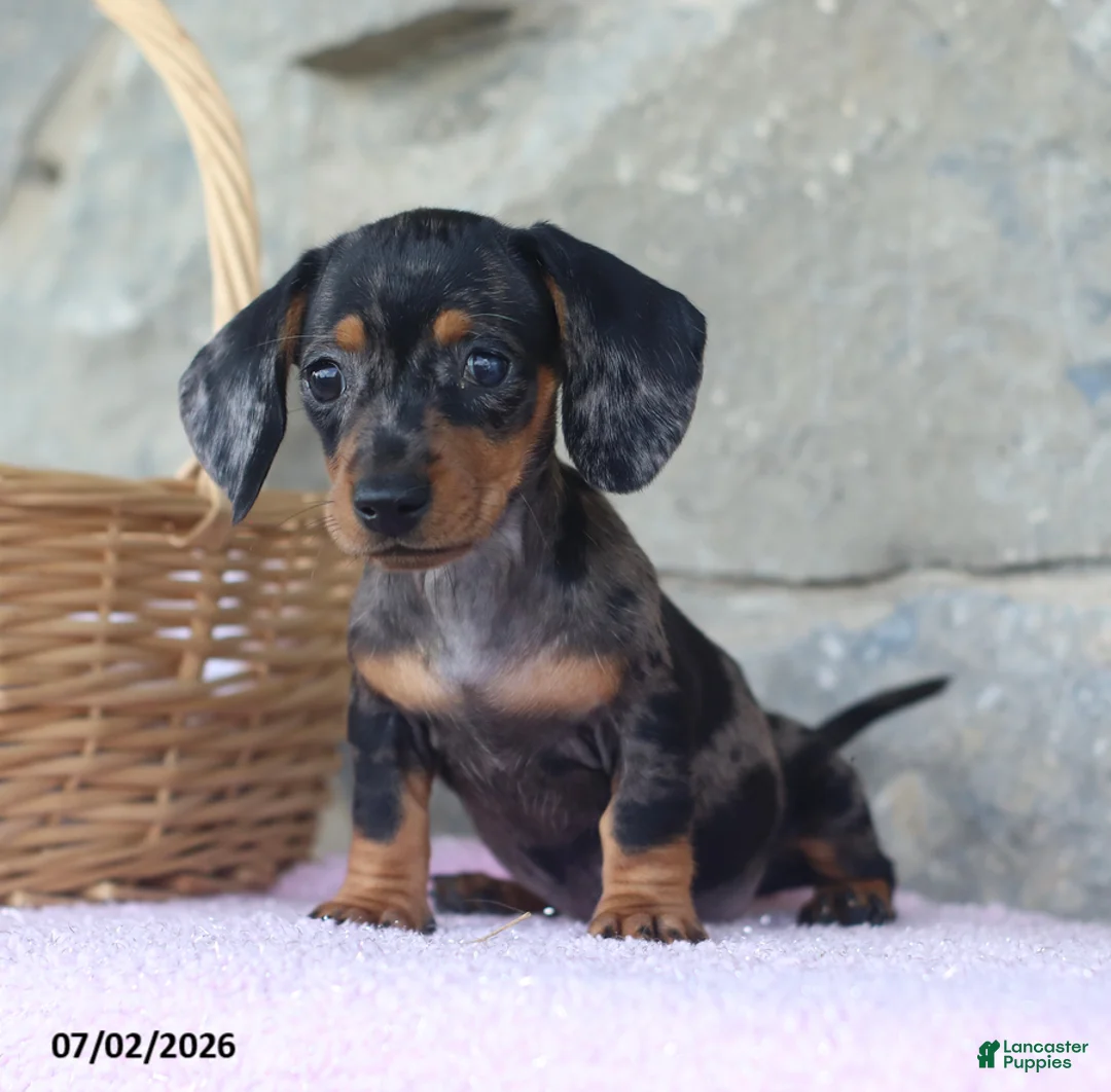 Miniature Dachshund dogs for sale: Carla - Ad 1