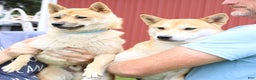 Shiba Inu dogs for sale: Julep - Ad 6