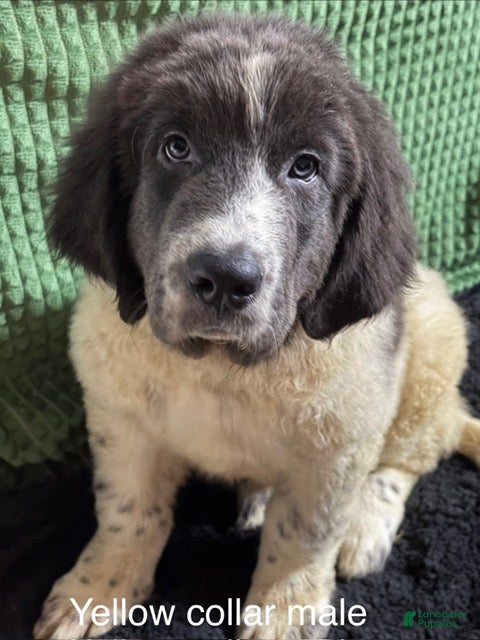 Newfoundland dogs Yellow Collar male - Ad 1