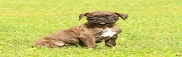 Boxer dogs for sale: Midnight - Ad 5