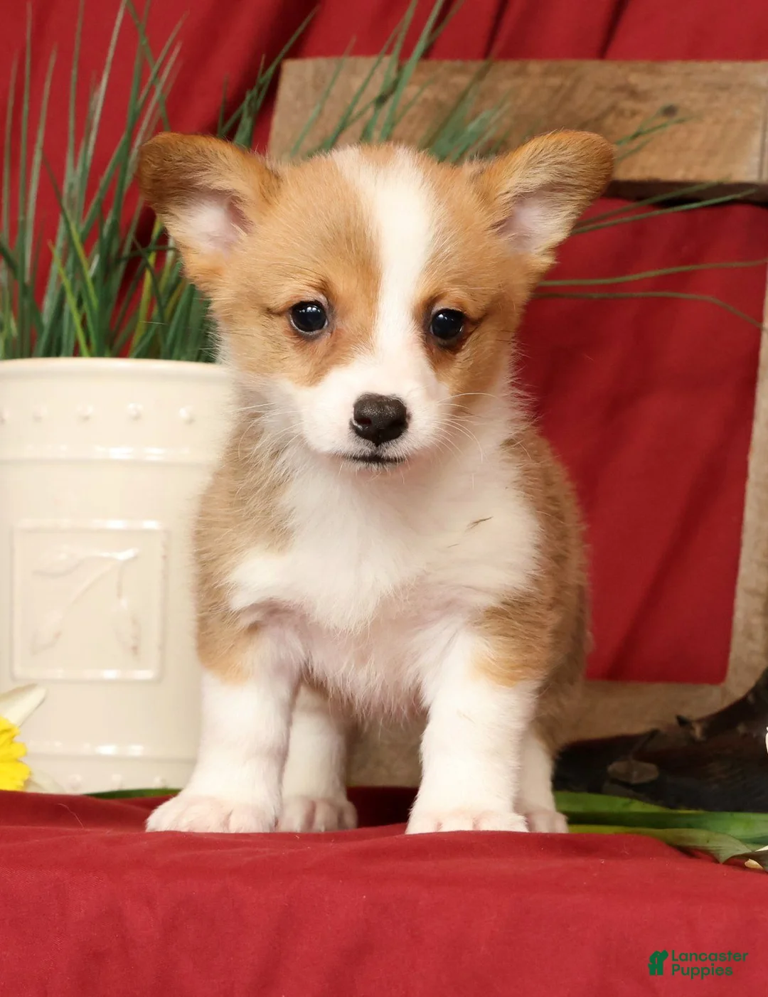 Welsh Corgi Pembroke dogs for sale: Delaney Genetic Clear - Ad 1