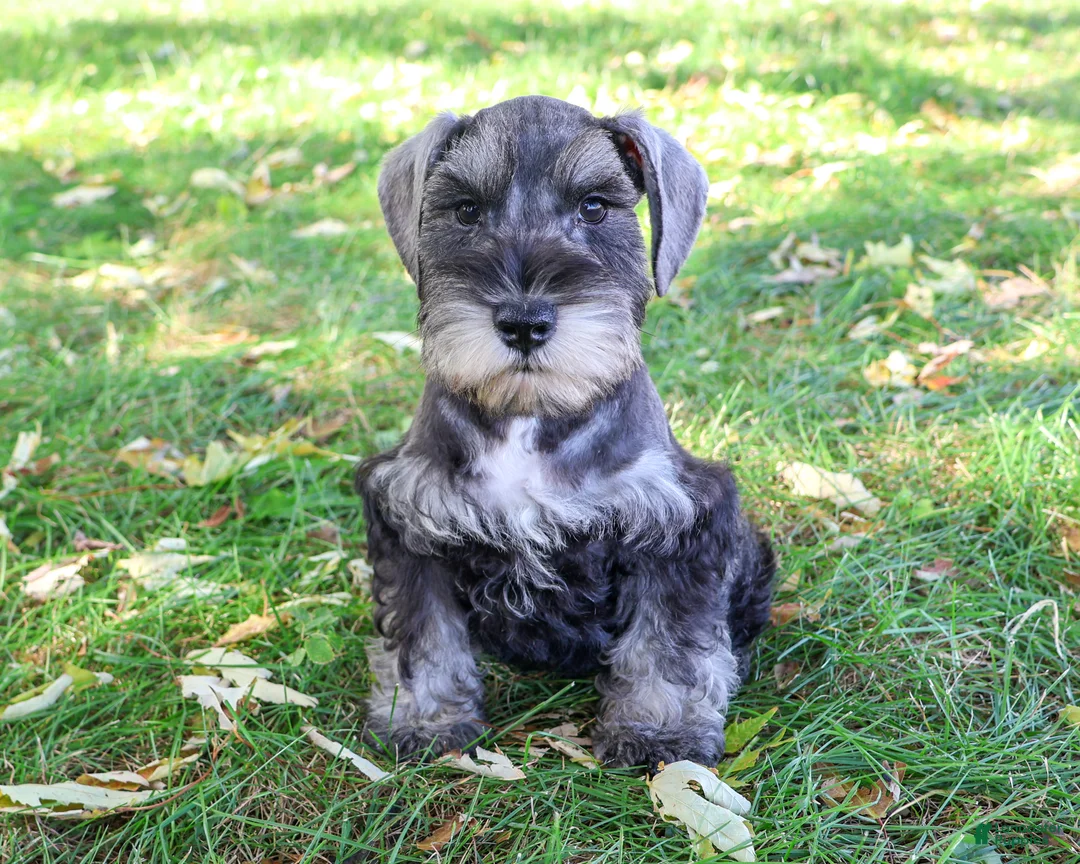 Miniature Schnauzer dogs for sale: Kennedy - Ad 2