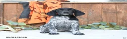 German Shorthaired Pointer dogs for sale: Maggie - Ad 3