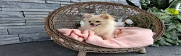 Pomeranian dogs for sale: Heilda  - Ad 3