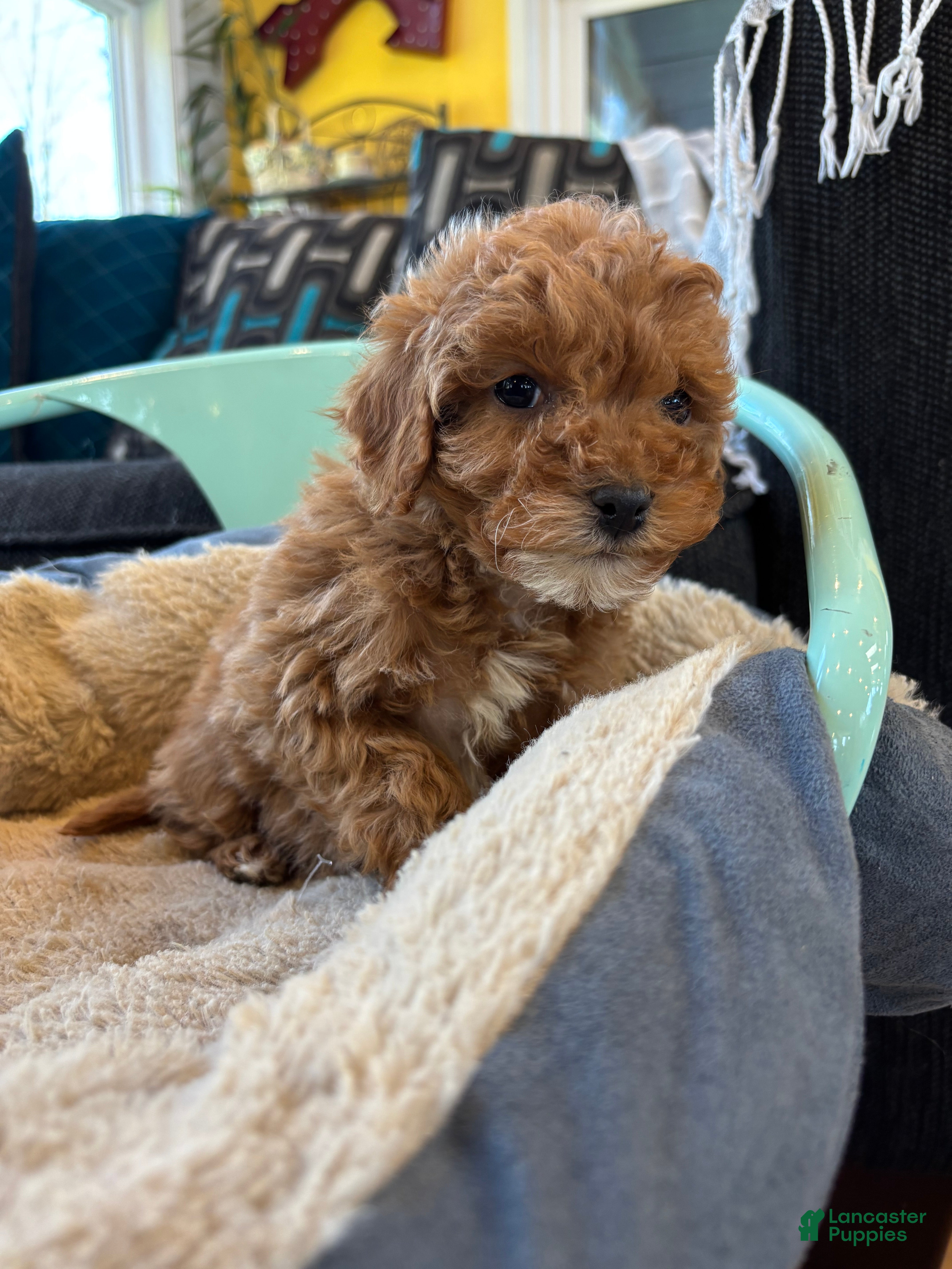 Cavapoo dogs Rainy - Ad 2