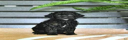 Miniature Poodle dogs for sale: Cynthia - Ad 6