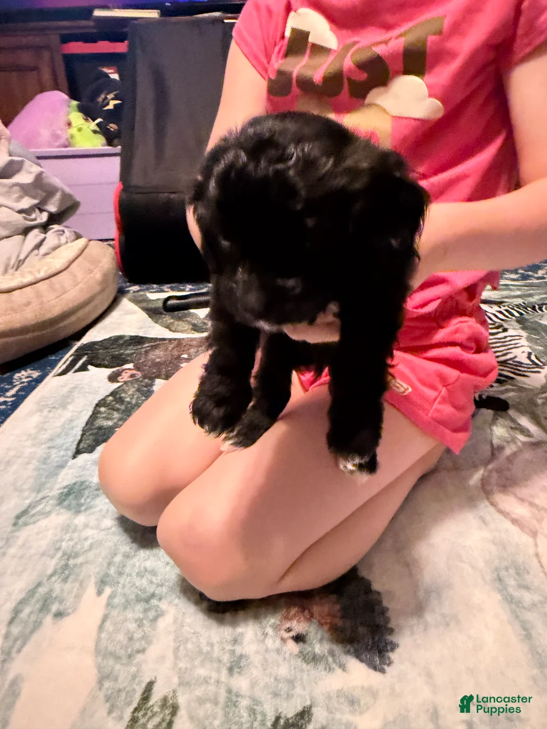 Mixed Breed dogs for sale: Bucket - Ad 2
