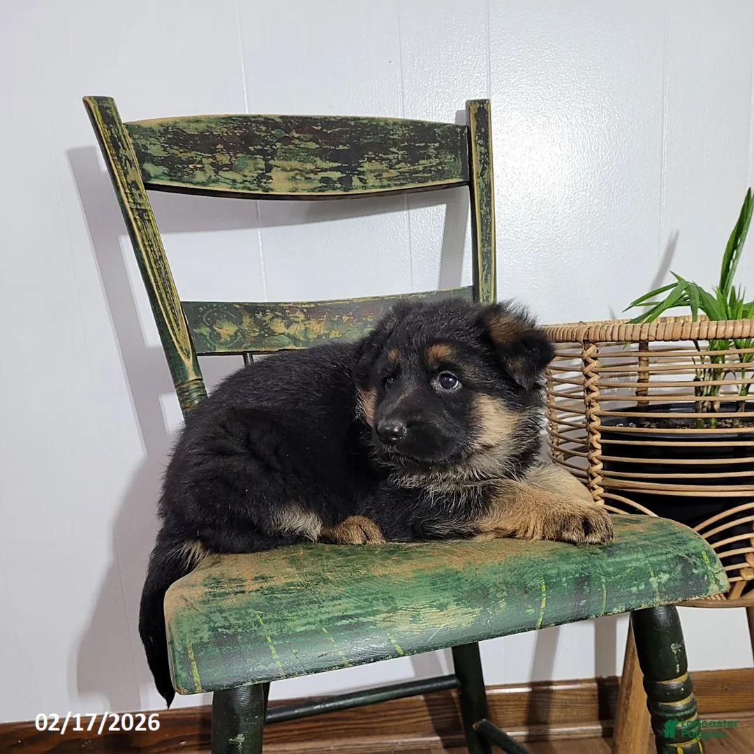 German Shepherd dogs for sale: Bella   - Ad 3