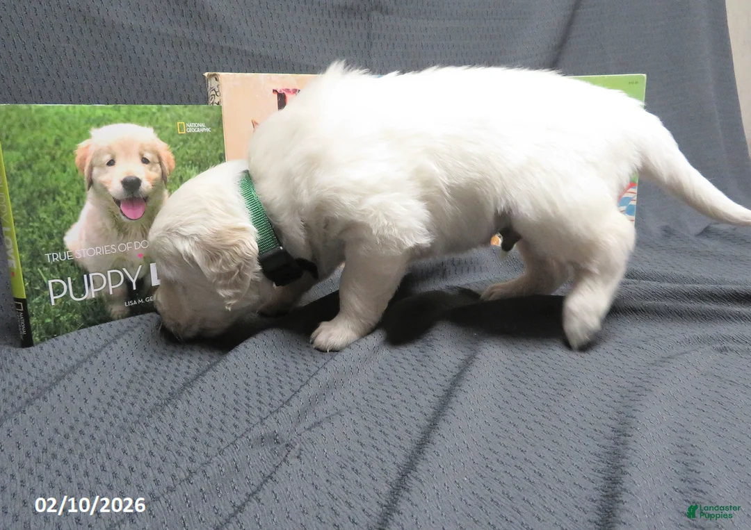 Golden Retriever dogs for sale: Barney - Ad 8