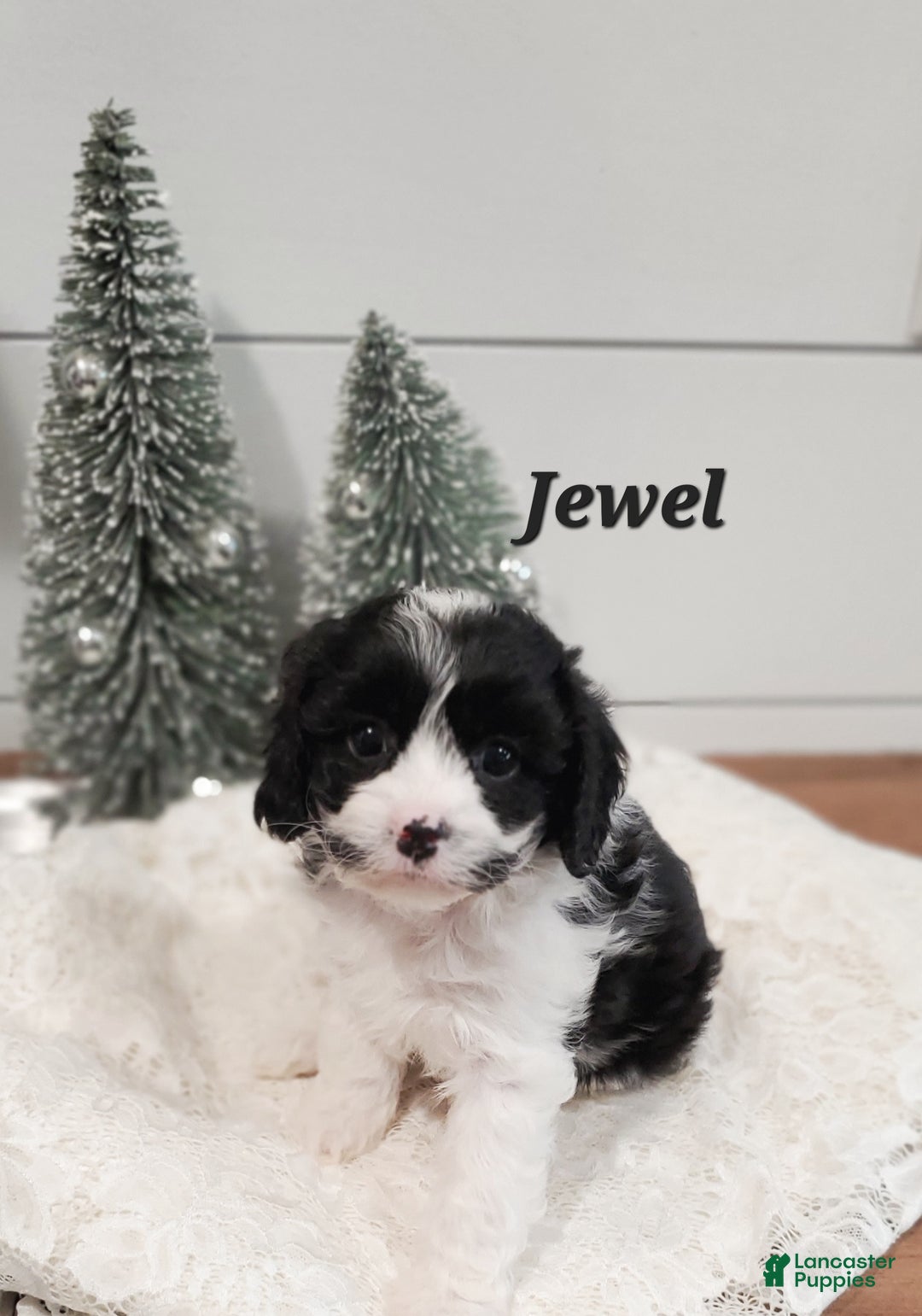 Cavapoo dogs for sale: Jewel  - Ad 4