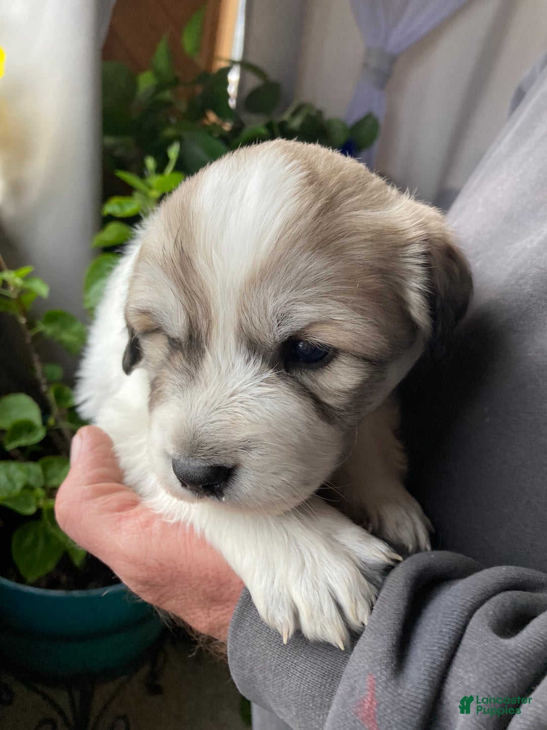 Great Pyrenees dogs for sale: Great Pyrenees Female Puppy - Purple - Ad 1