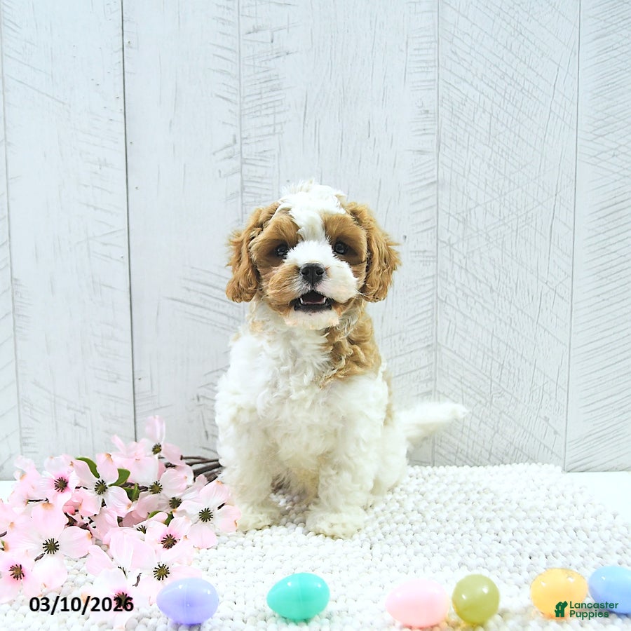 Cavapoo dogs Macho - Ad 2