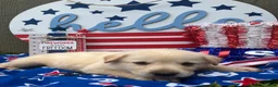 Mixed Breed dogs for sale: Marine  - Ad 3