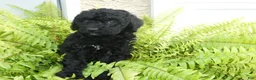 Bernedoodle dogs for sale: Nella - Ad 2