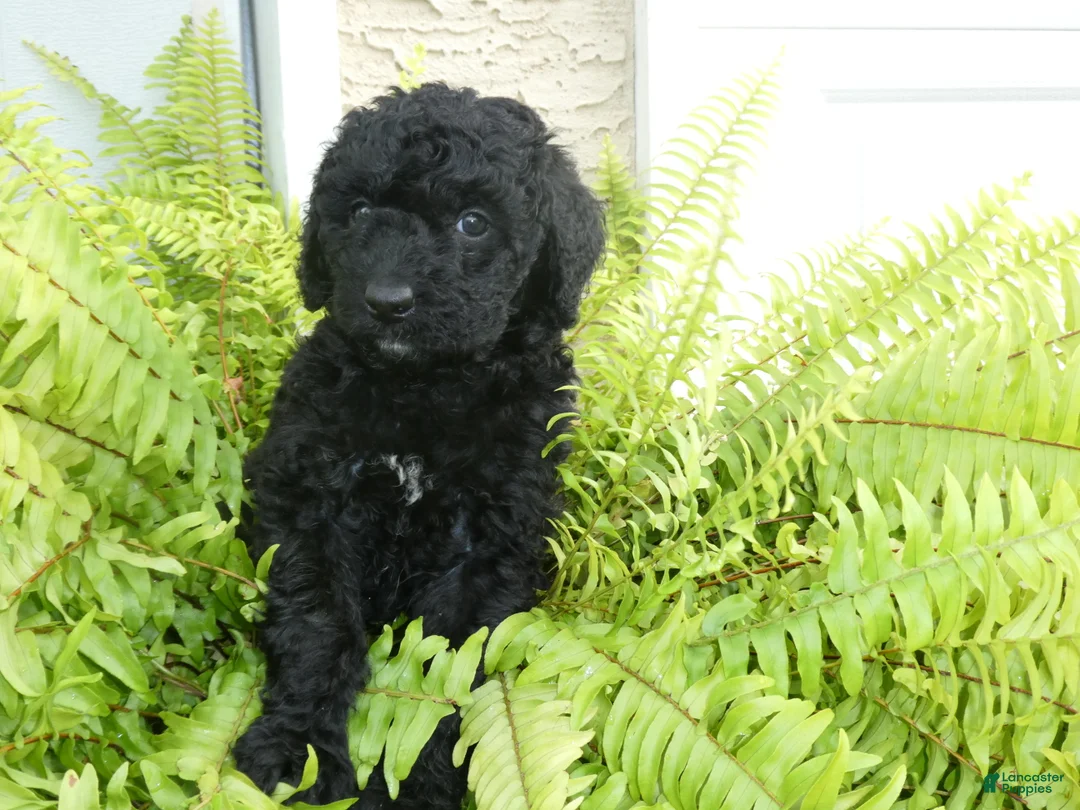 Bernedoodle dogs for sale: Nella - Ad 2