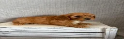 Cavapoo dogs for sale: Milo - Ad 4