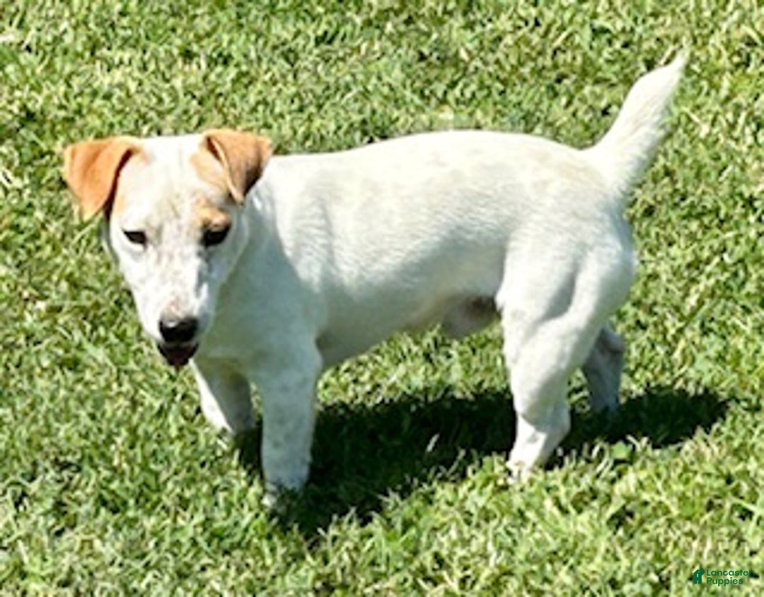 Jack Russell Terrier dogs for sale: Scar Face - Ad 5