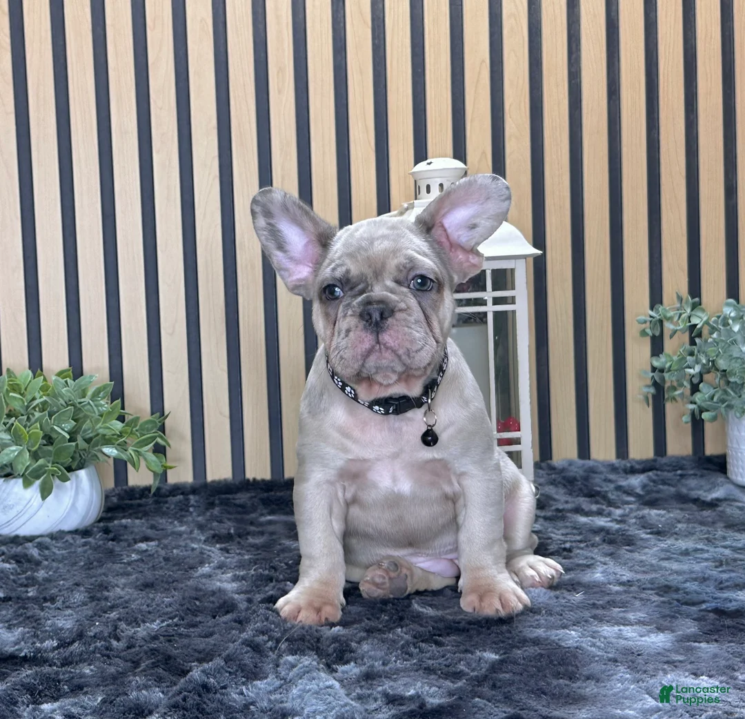 French Bulldog dogs for sale: Rose Video Ad - Ad 2